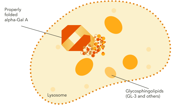 An image of a lysosome with properly folded alpha-Gal A digesting glycosphingolipids