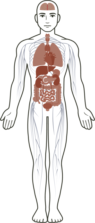 An illustration of the human body's organ system