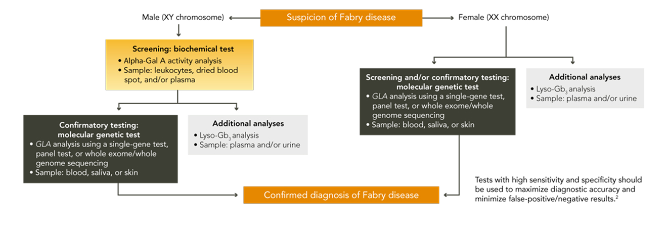 Chart for confirming diagnosis of fabry disease